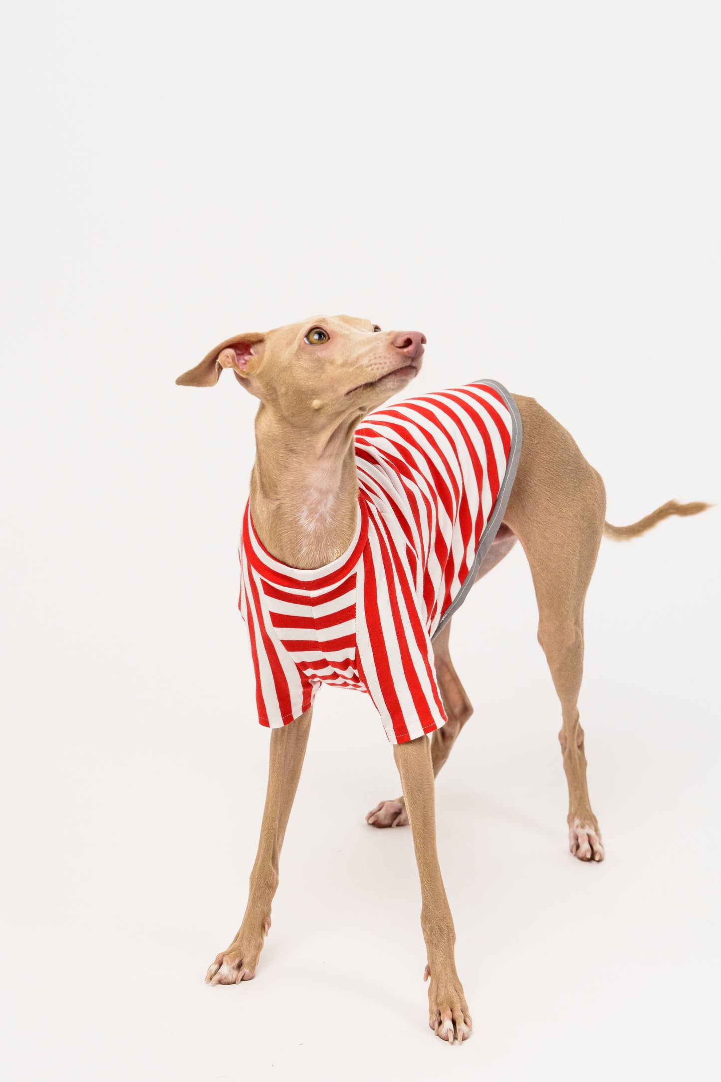 T-shirt w Paski IGGY